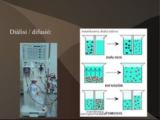 2.1 L'AIGUA % en massa Cos humà (adult) 63 Cos humà (nadó) 94 Fong 80 Grumer 95 Cervell 90 Dent 10 Pulmó 70 Contingut hídric dels éssers vius 