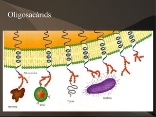 Accions específiques 