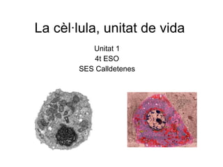 La cèl·lula, unitat de vida Unitat 1 4t ESO SES Calldetenes 