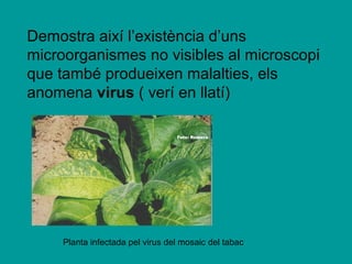 Demostra així l’existència d’uns
microorganismes no visibles al microscopi
que també produeixen malalties, els
anomena virus ( verí en llatí)




     Planta infectada pel virus del mosaic del tabac
 