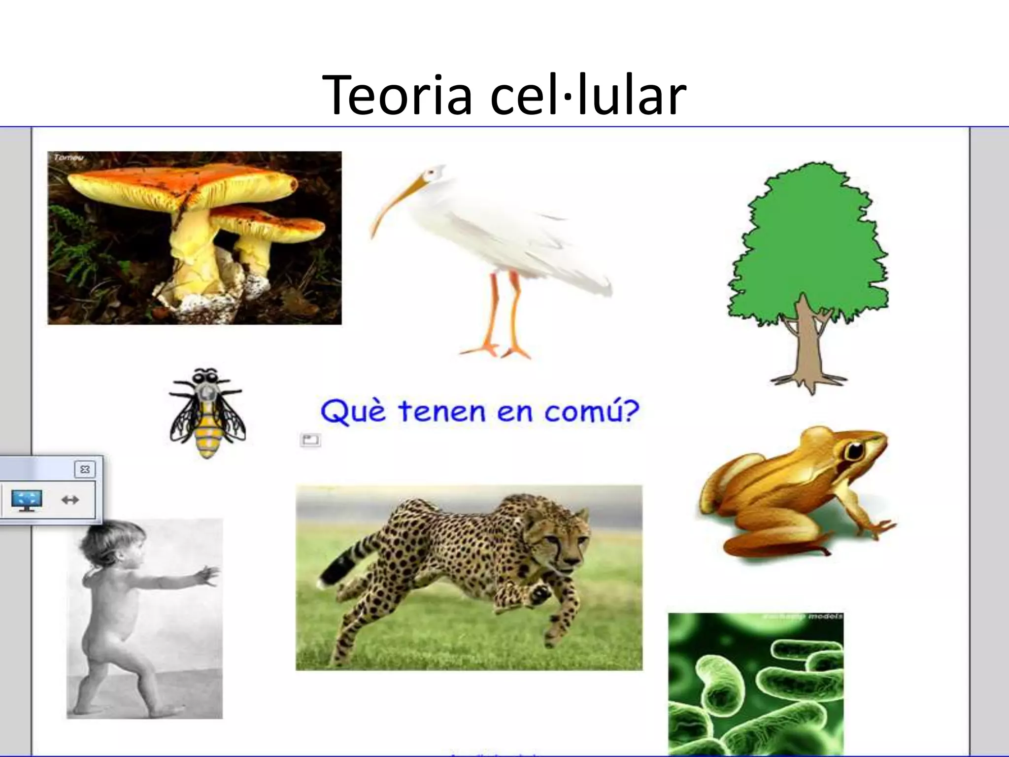 Teoria cel·lular
 