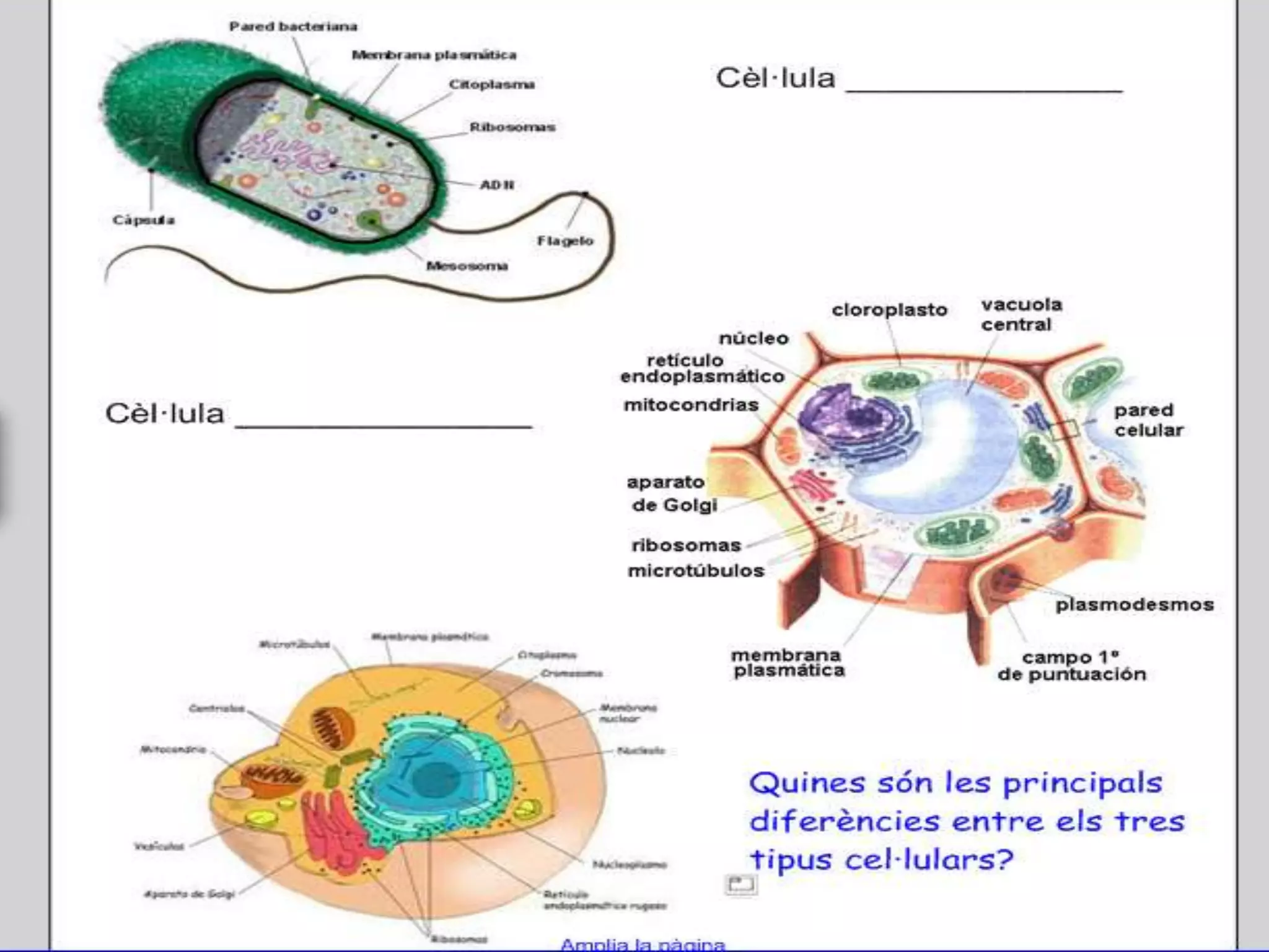 Unitat 1 la cèl·lula
