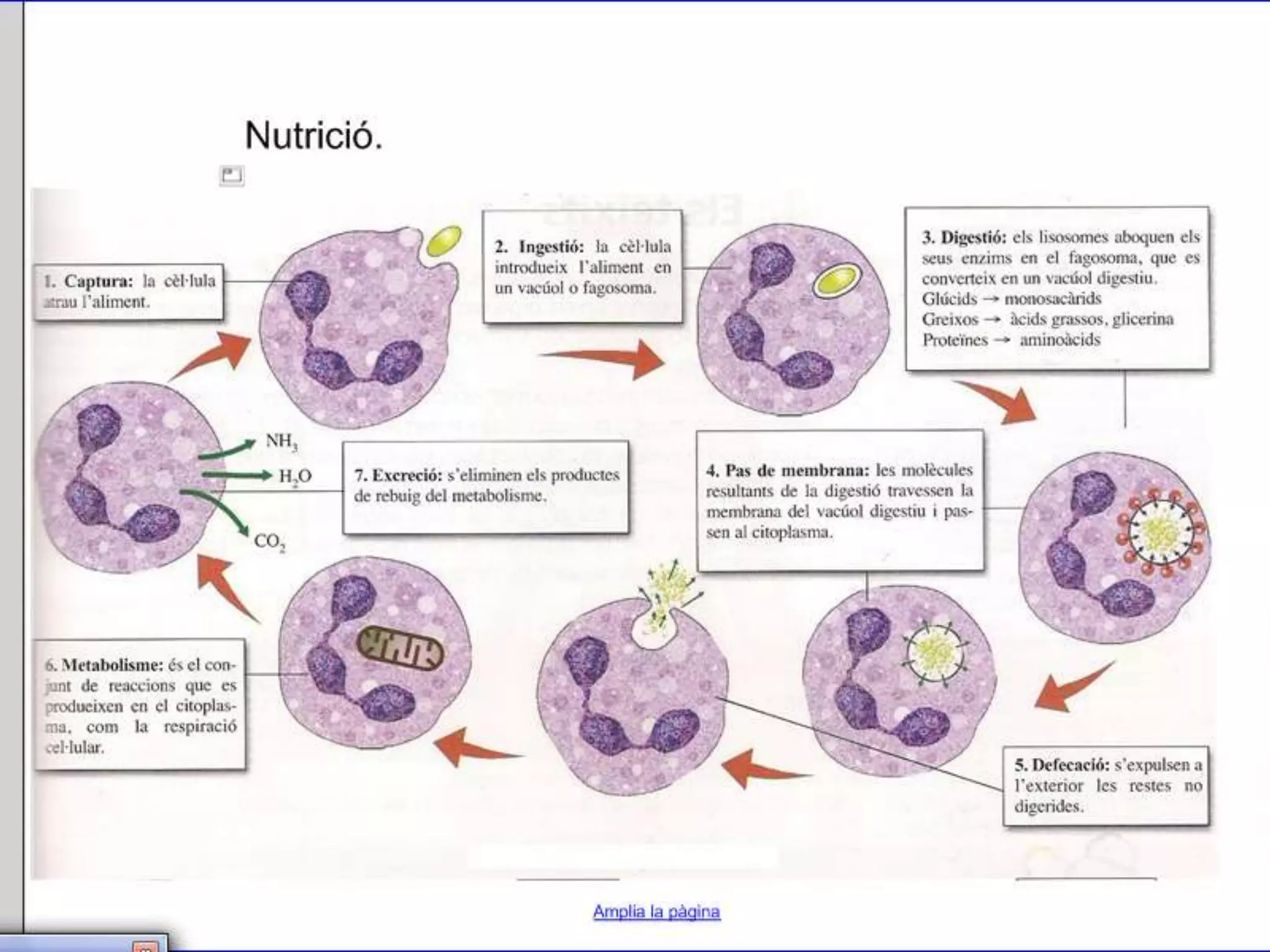 Unitat 1 la cèl·lula