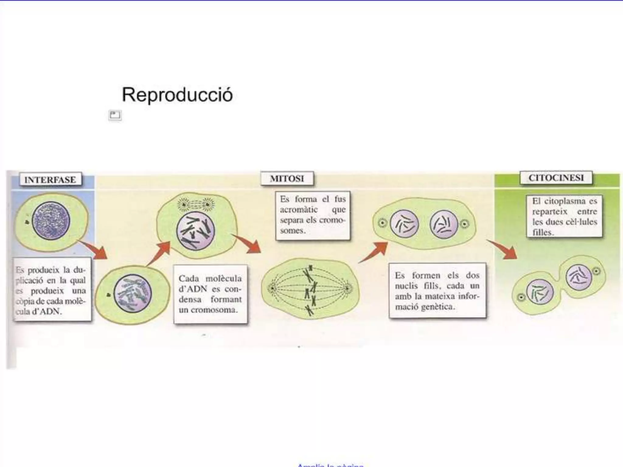 Unitat 1 la cèl·lula