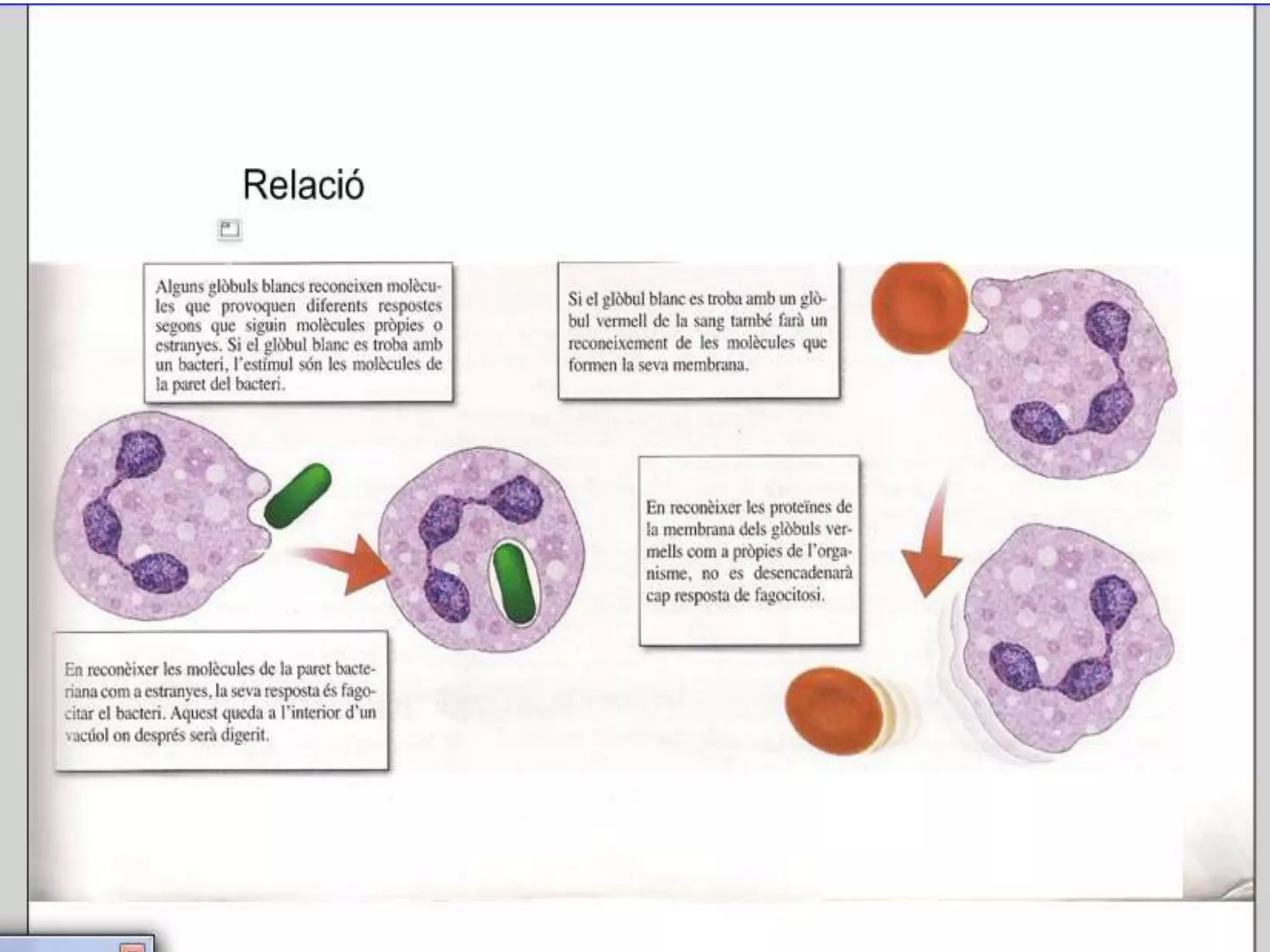 Unitat 1 la cèl·lula