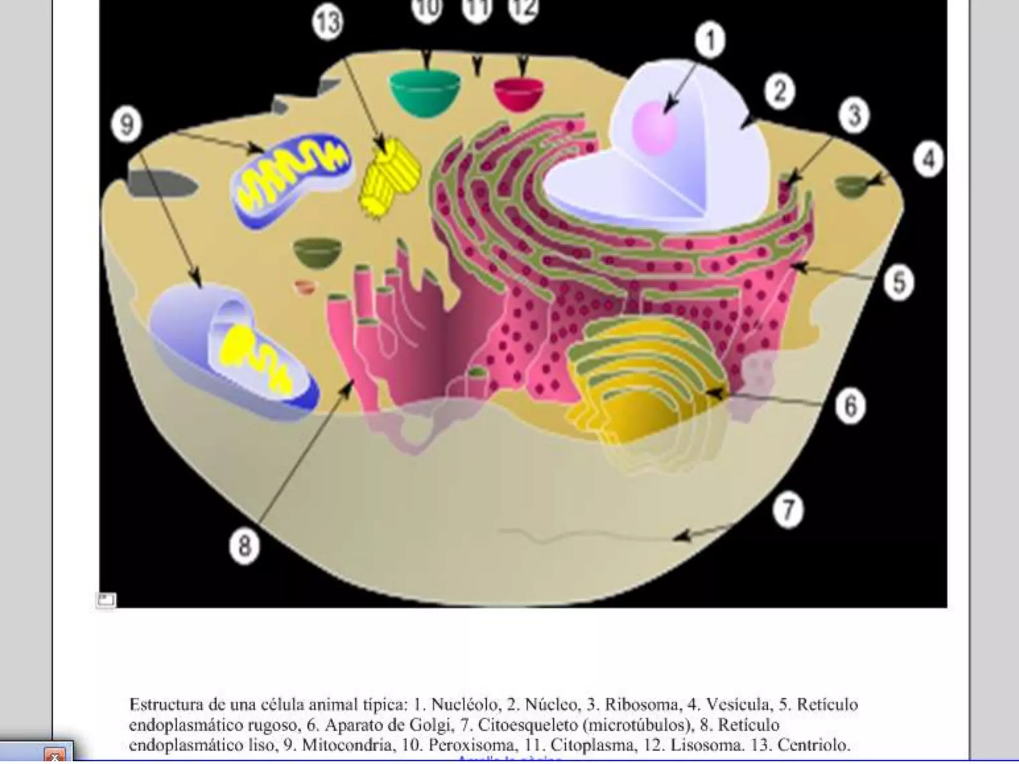 Unitat 1 la cèl·lula