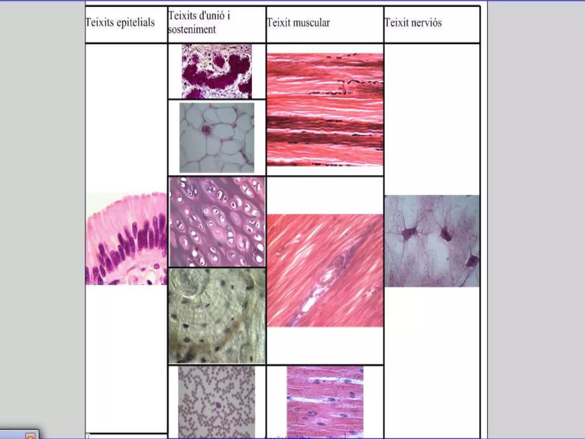 Unitat 1 la cèl·lula