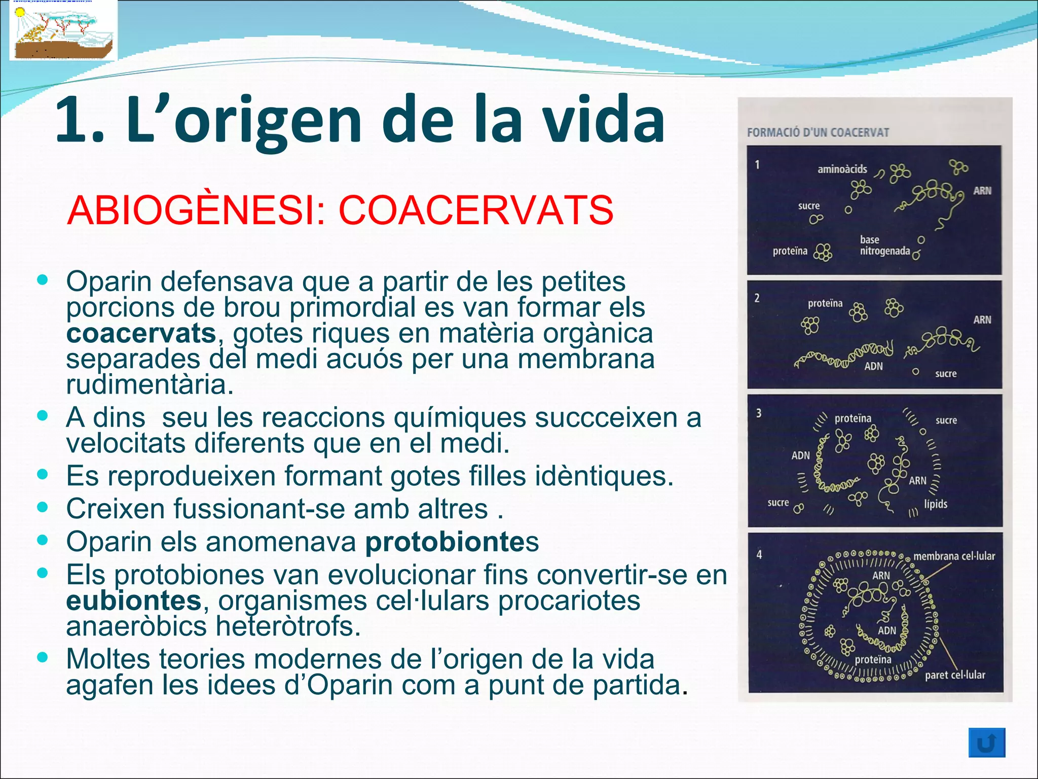 1. L’origen de la vida Oparin defensava que a partir de les petites porcions de brou primordial es van formar els  coacervats , gotes riques en matèria orgànica separades del medi acuós per una membrana rudimentària. A dins  seu les reaccions químiques succceixen a velocitats diferents que en el medi. Es reprodueixen formant gotes filles idèntiques. Creixen fussionant-se amb altres . Oparin els anomenava  protobionte s Els protobiones van evolucionar fins convertir-se en  eubiontes , organismes cel·lulars procariotes anaeròbics heteròtrofs.  Moltes teories modernes de l’origen de la vida agafen les idees d’Oparin com a punt de partida . ABIOGÈNESI: COACERVATS  