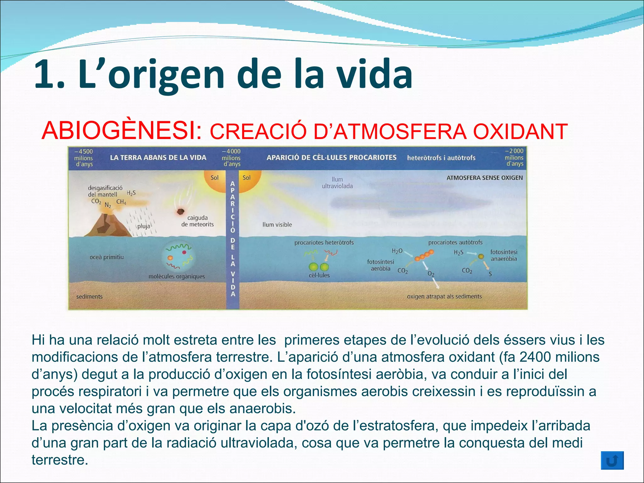 1. L’origen de la vida ABIOGÈNESI:  CREACIÓ D’ATMOSFERA OXIDANT  Hi ha una relació molt estreta entre les  primeres etapes de l’evolució dels éssers vius i les modificacions de l’atmosfera terrestre. L’aparició d’una atmosfera oxidant (fa 2400 milions d’anys) degut a la producció d’oxigen en la fotosíntesi aeròbia, va conduir a l’inici del procés respiratori i va permetre que els organismes aerobis creixessin i es reproduïssin a una velocitat més gran que els anaerobis. La presència d’oxigen va originar la capa d'ozó de l’estratosfera, que impedeix l’arribada d’una gran part de la radiació ultraviolada, cosa que va permetre la conquesta del medi terrestre. 