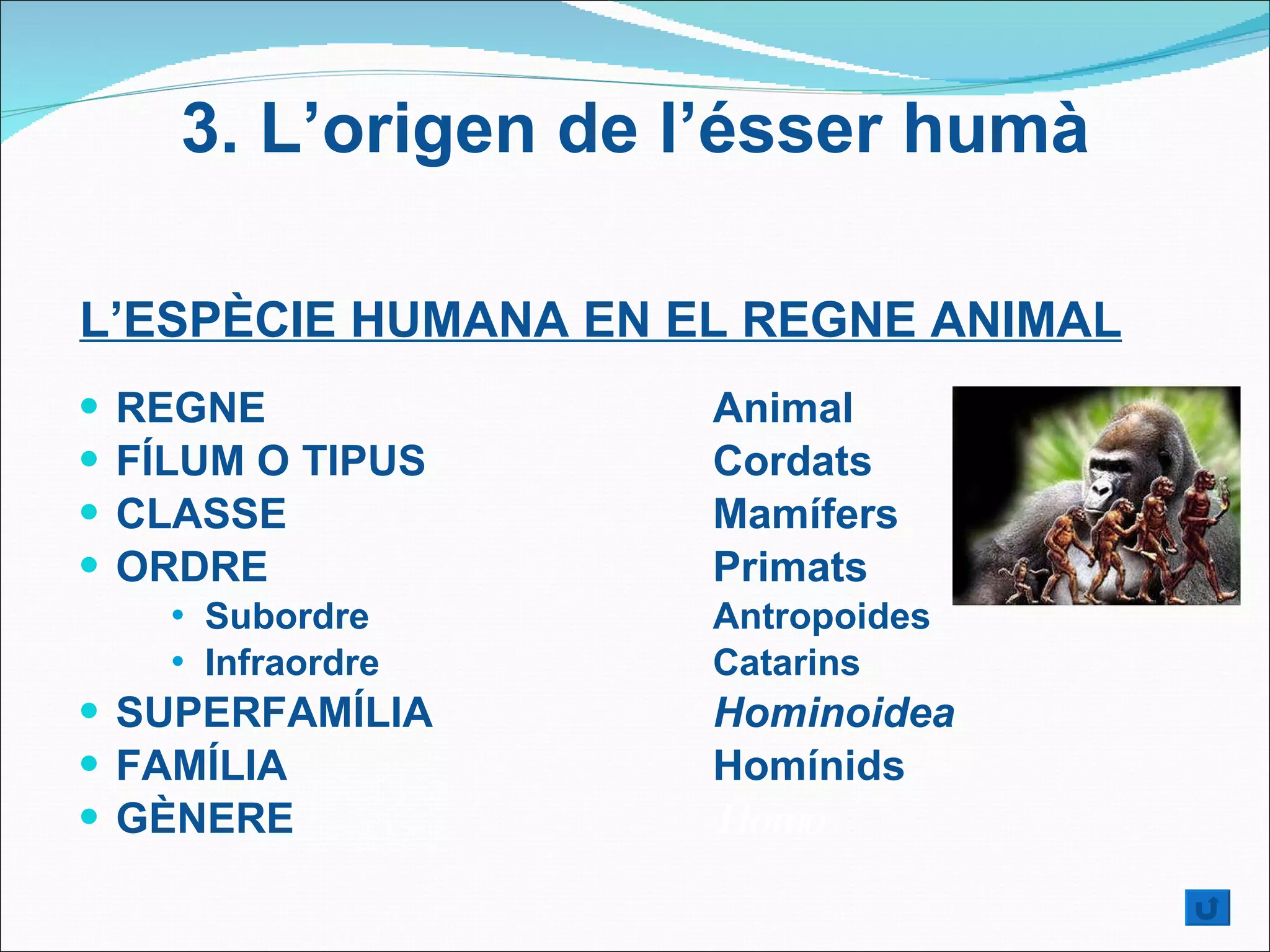 L’ESPÈCIE HUMANA EN EL REGNE ANIMAL REGNE  Animal FÍLUM O TIPUS  Cordats  CLASSE Mamífers ORDRE  Primats Subordre  Antropoides Infraordre Catarins SUPERFAMÍLIA  Hominoidea FAMÍLIA  Homínids GÈNERE  Homo 3.  L’origen de l’ésser humà 