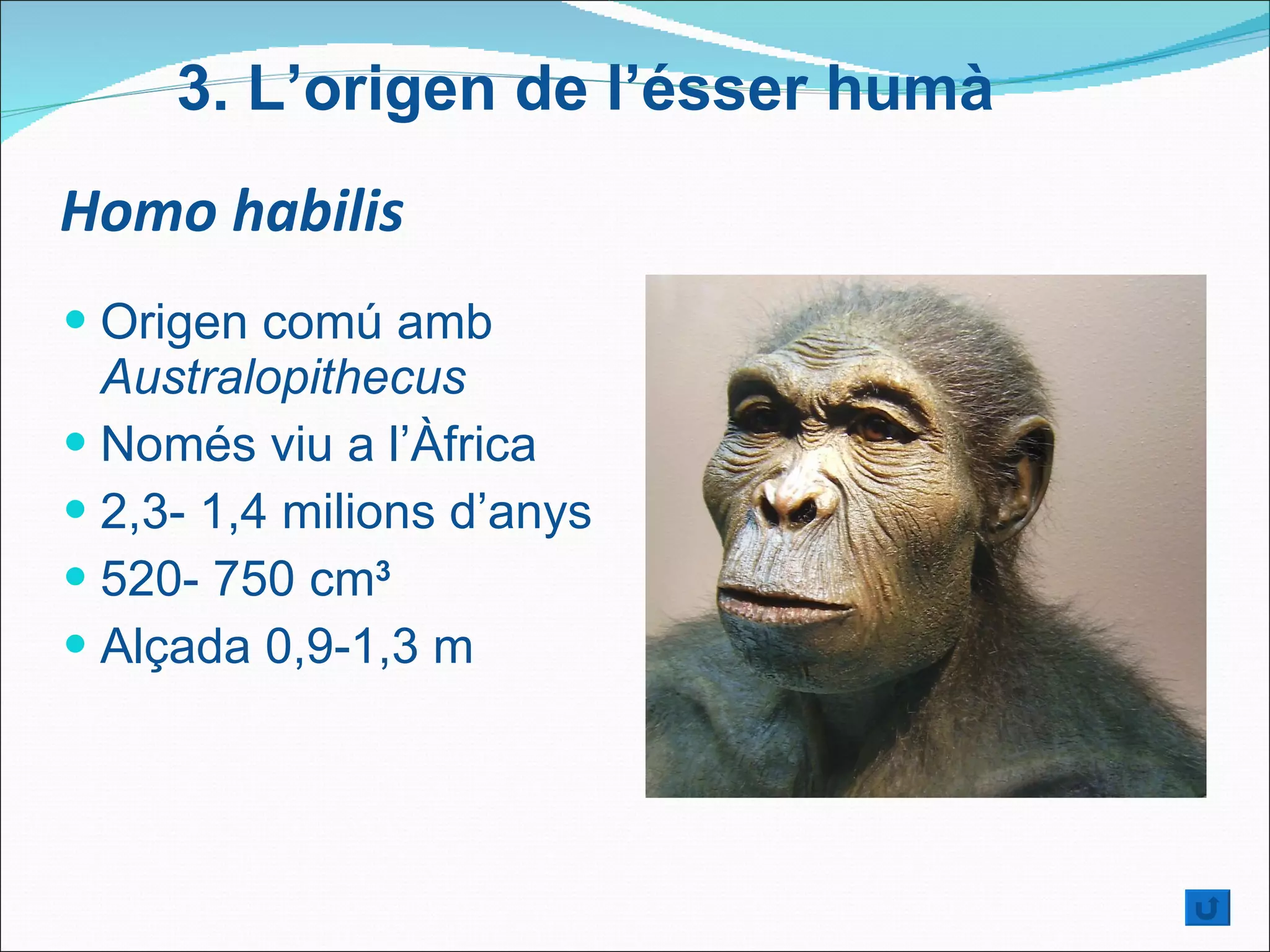 Homo habilis Origen comú amb  Australopithecus   Només viu a l’Àfrica  2,3- 1,4 milions d’anys 520- 750 cm 3 Alçada 0,9-1,3 m 3.  L’origen de l’ésser humà 