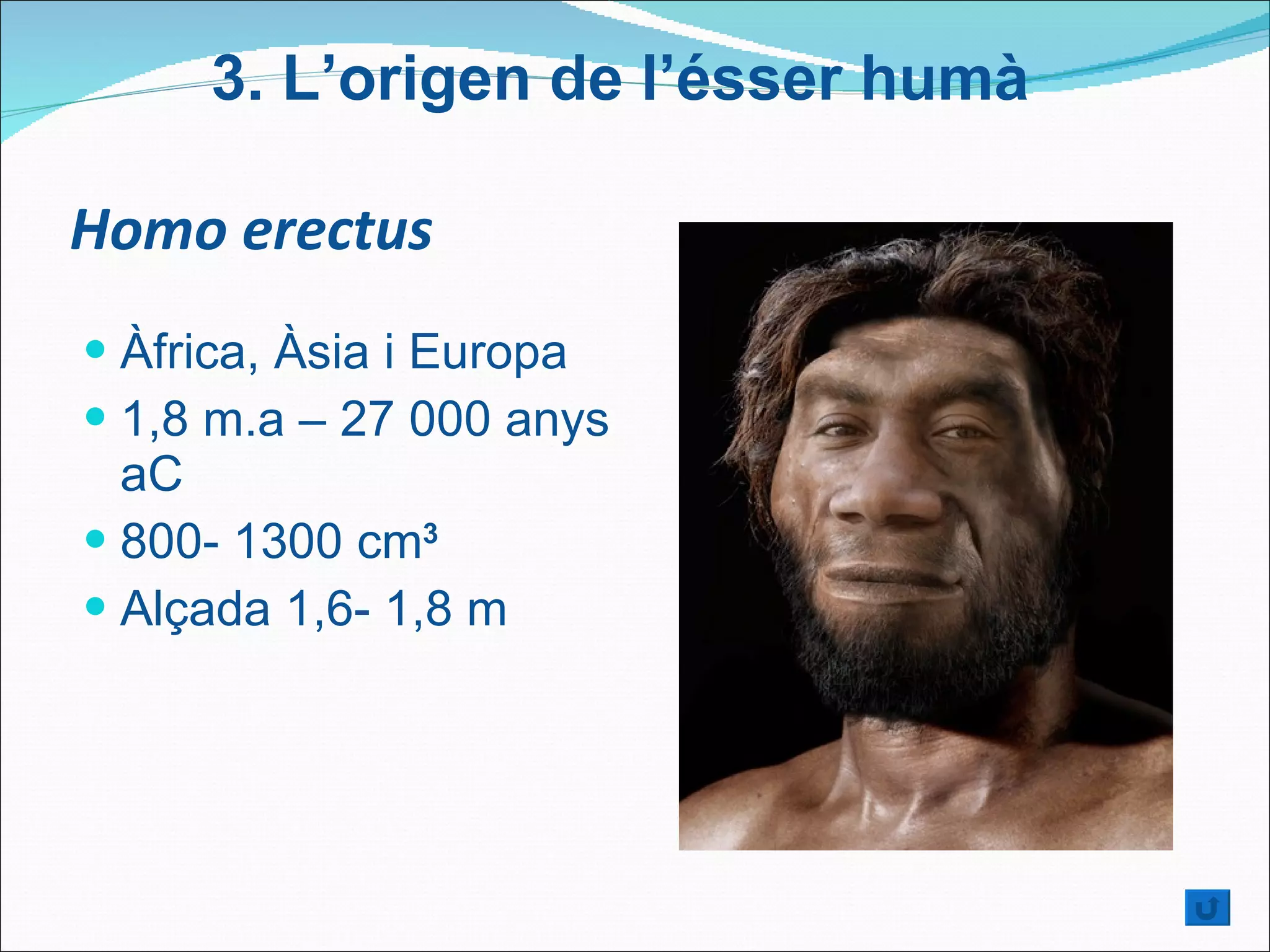 Homo erectus Àfrica, Àsia i Europa  1,8 m.a – 27 000 anys aC  800- 1300 cm 3 Alçada 1,6- 1,8 m 3.  L’origen de l’ésser humà 