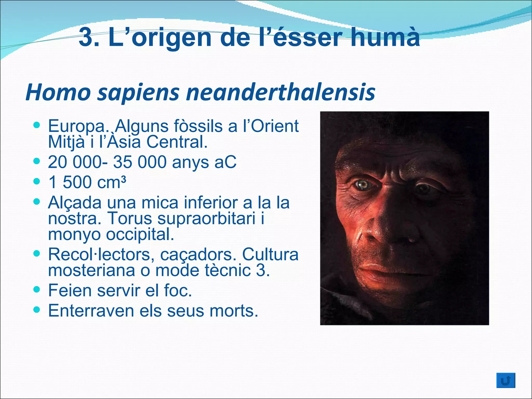 Homo sapiens neanderthalensis Europa. Alguns fòssils a l’Orient Mitjà i l’Àsia Central. 20 000- 35 000 anys aC  1 500 cm 3 Alçada una mica inferior a la la nostra. Torus supraorbitari i monyo occipital . Recol·lectors, caçadors. Cultura mosteriana o mode tècnic 3. Feien servir el foc. Enterraven els seus morts. 3.  L’origen de l’ésser humà 