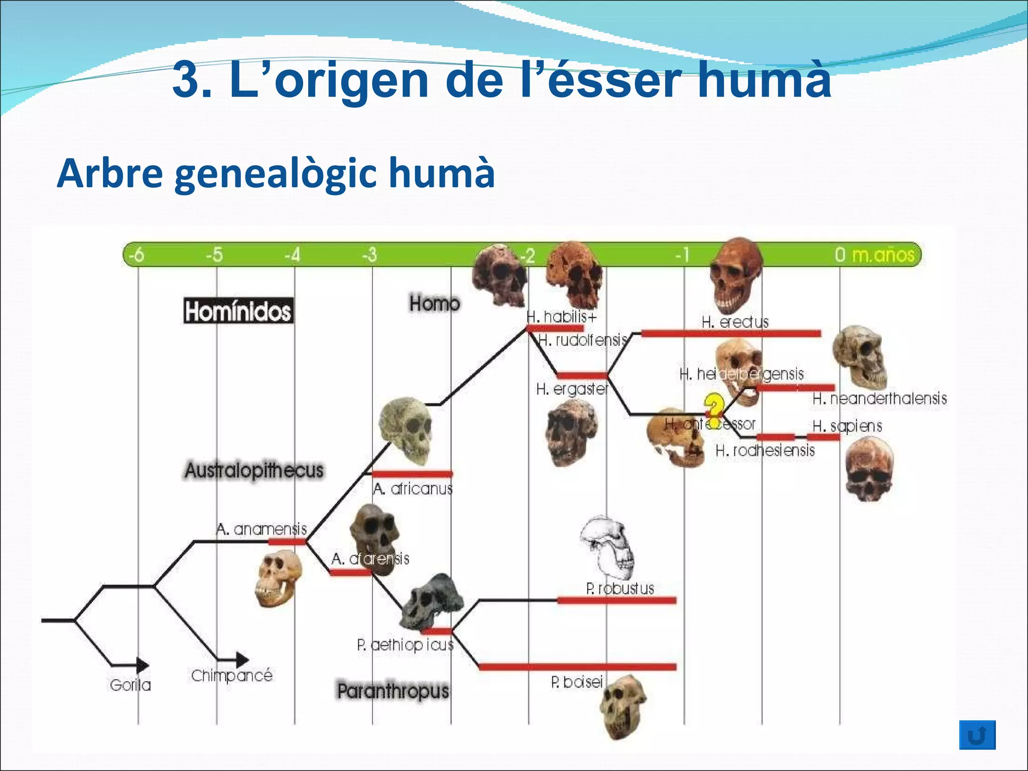Arbre genealògic humà 3.  L’origen de l’ésser humà 