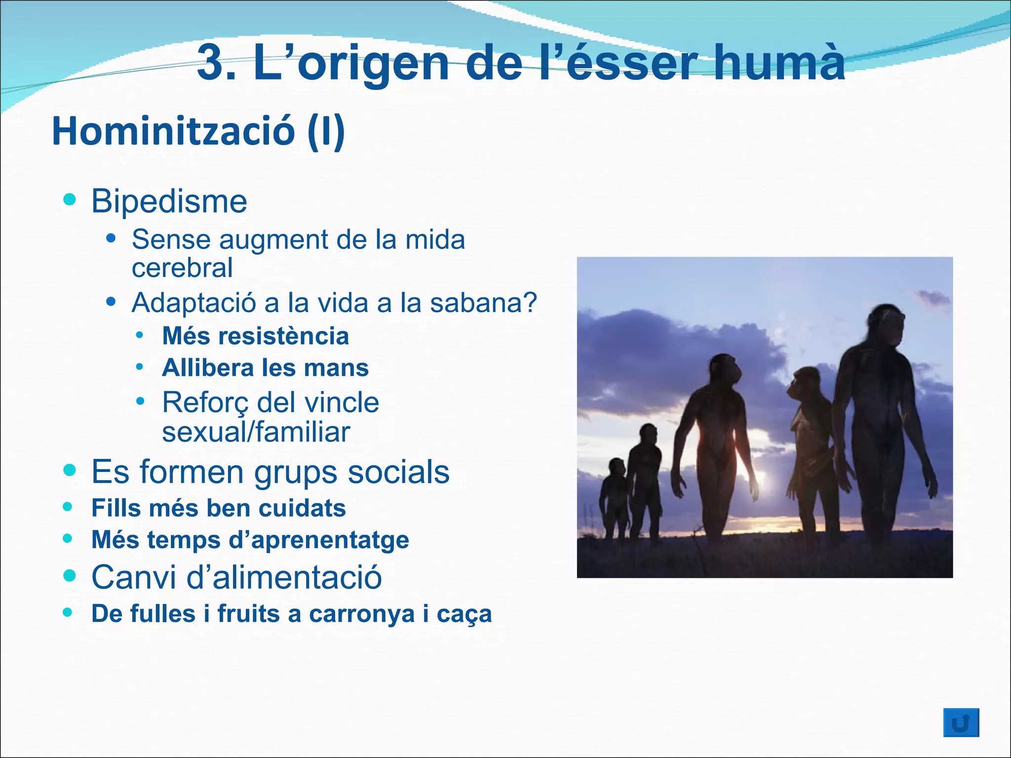 Hominització (I) Bipedisme Sense augment de la mida cerebral  Adaptació a la vida a la sabana? Més resistència  Allibera les mans  Reforç del vincle sexual/familiar Es formen grups socials  Fills més ben cuidats Més temps d’aprenentatge Canvi d’alimentació  De fulles i fruits a carronya i caça 3.  L’origen de l’ésser humà 