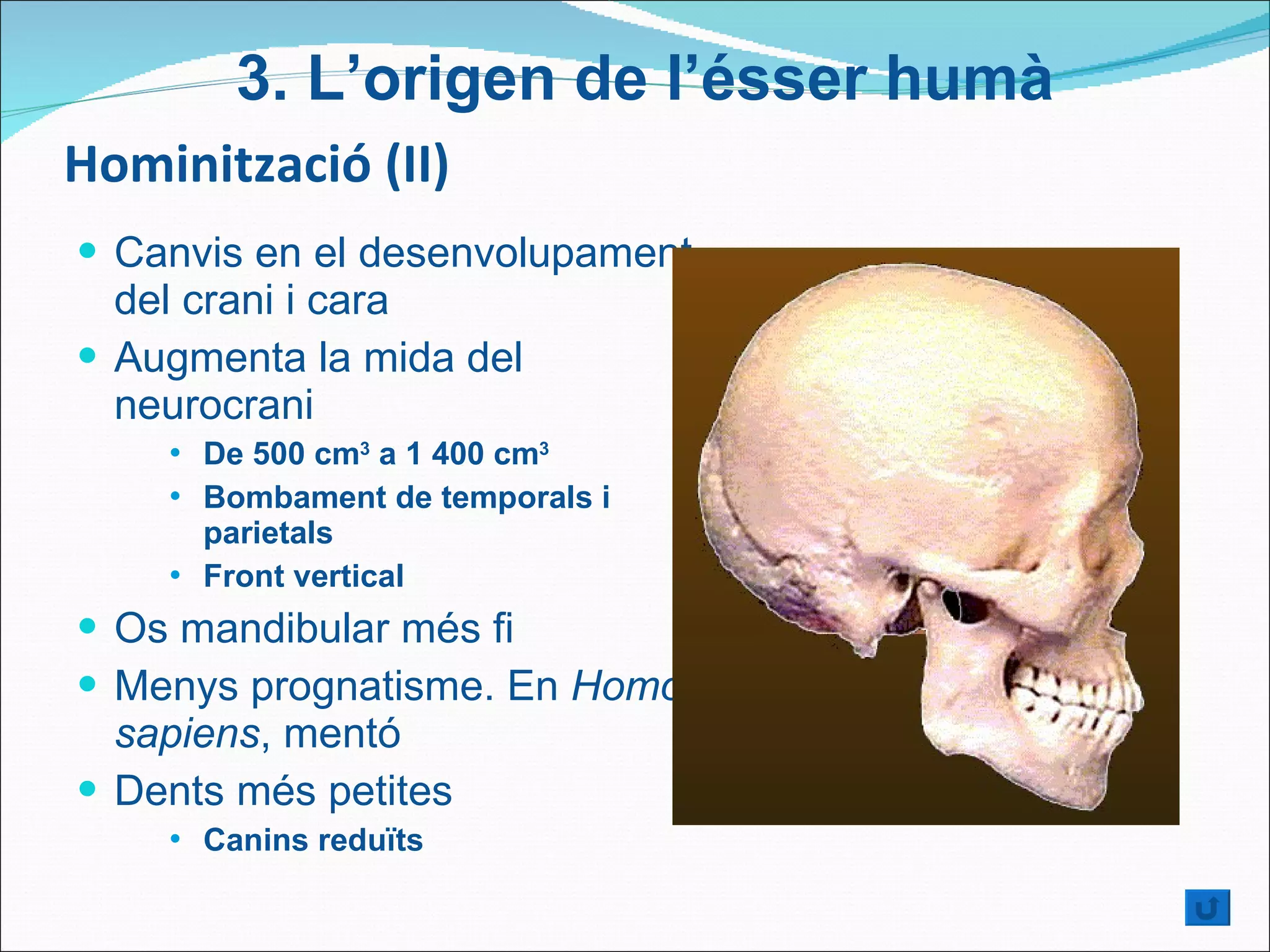 Hominització (II) Canvis en el desenvolupament del crani i cara  Augmenta la mida del neurocrani De 500 cm 3  a 1 400 cm 3 Bombament de temporals i parietals  Front vertical Os mandibular més fi  Menys prognatisme. En  Homo   sapiens , mentó  Dents més petites Canins reduïts 3.  L’origen de l’ésser humà 
