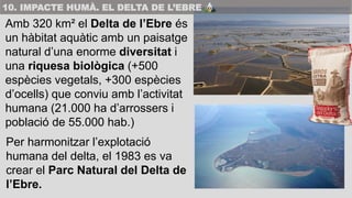 Amb 320 km² el Delta de l’Ebre és
un hàbitat aquàtic amb un paisatge
natural d’una enorme diversitat i
una riquesa biològi...