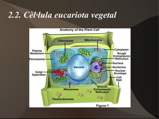 2. La cèl·lula eucariota 