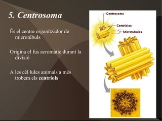 Permeabilitat de les substàncies depèn de: Mida 