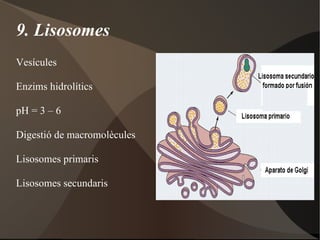 Difusió a través de proteïnes:  aminoàcids, ions, monosacàrids,... 
