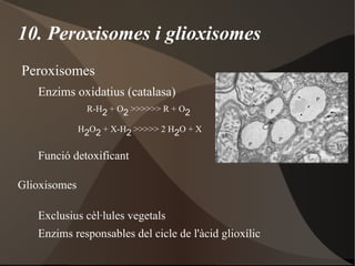 Transport passiu: Difusió simple 