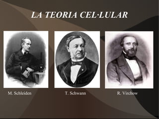LA TEORIA CEL·LULAR M. Schleiden   T. Schwann  R. Virchow  