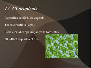 Transport actiu: Bomba de Na +  / K + 