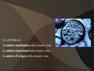 La cèl·lula és: la  unitat anatòmica  dels éssers vius 