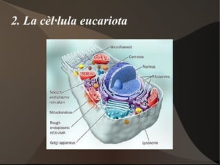 NIVELLS D'ORGANITZACIÓ CEL·LULAR Totes les cèl·lules presenten: Embolcall o membrana 