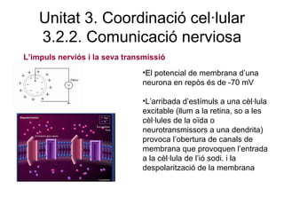 Unitat 3. Coordinació cel·lular
3.2.2. Comunicació nerviosa
L’impuls nerviós i la seva transmissió
•El potencial de membrana d’una
neurona en repòs és de -70 mV
•L’arribada d’estímuls a una cèl·lula
excitable (llum a la retina, so a les
cèl·lules de la oïda o
neurotransmissors a una dendrita)
provoca l’obertura de canals de
membrana que provoquen l’entrada
a la cèl·lula de l’ió sodi. i la
despolarització de la membrana
 