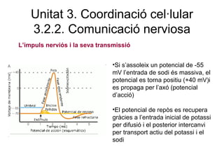 Unitat 3. Coordinació cel·lular
3.2.2. Comunicació nerviosa
L’impuls nerviós i la seva transmissió
•Si s’assoleix un potencial de -55
mV l’entrada de sodi és massiva, el
potencial es torna positiu (+40 mV)i
es propaga per l’axó (potencial
d’acció)
•El potencial de repòs es recupera
gràcies a l’entrada inicial de potassi
per difusió i el posterior intercanvi
per transport actiu del potassi i el
sodi
 