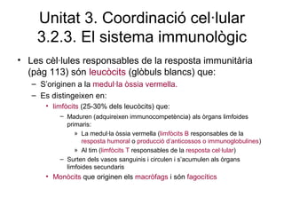 Unitat 3. Coordinació cel·lular
3.2.3. El sistema immunològic
• Les cèl·lules responsables de la resposta immunitària
(pàg 113) són leucòcits (glòbuls blancs) que:
– S’originen a la medul·la òssia vermella.
– Es distingeixen en:
• limfòcits (25-30% dels leucòcits) que:
– Maduren (adquireixen immunocompetència) als òrgans limfoides
primaris:
» La medul·la òssia vermella (limfòcits B responsables de la
resposta humoral o producció d’anticossos o immunoglobulines)
» Al tim (limfòcits T responsables de la resposta cel·lular)
– Surten dels vasos sanguinis i circulen i s’acumulen als òrgans
limfoides secundaris
• Monòcits que originen els macròfags i són fagocítics
 