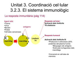 Unitat 3. Coordinació cel·lular
3.2.3. El sistema immunològic
La resposta immunitària (pàg 114)
macròfag macròfag
Limfòcit
T4
Resposta cel·lular:
Activació dels limfòcits
T8 citotòxics
Resposta humoral
Activació dels limfòcits B:
•Producció d’ anticossos (20%
proteïnes del plasma humà)
•Bloquegen els antigens
•Estimulen la fagocitosi dels
macròfags
•Conversió en cèl·lules de
memòria
Agent aliè:
•Toxina
•Virus
•Bacteri
•Protist
•Cèl·lules canceroses
antigens
 