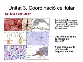 Unitat 3. Coordinació cel·lular
A: eritròcits; B: neurona;
C: podòcit; E: cnidoblast;
F: estomes; E: enteròcits
i cèl·lules caliciformes;
G: melanòcits
• Què tenen en comú i
que tenen de
diferent?
• A què creus que fa
referència la
pregunta del títol?
A B c
D E
F G
Cèl·lula o cèl·lules?
 