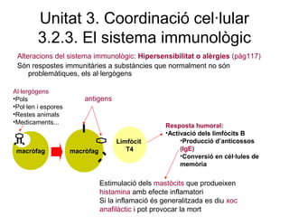 Unitat 3. Coordinació cel·lular
3.2.3. El sistema immunològic
Alteracions del sistema immunològic: Hipersensibilitat o alèrgies (pàg117)
Són respostes immunitàries a substàncies que normalment no són
problemàtiques, els al·lergògens
macròfag macròfag
Limfòcit
T4
Resposta humoral:
•Activació dels limfòcits B
•Producció d’anticossos
(IgE)
•Conversió en cèl·lules de
memòria
antigens
Al·lergògens
•Pols
•Pol·len i espores
•Restes animals
•Medicaments...
Estimulació dels mastòcits que produeixen
histamina amb efecte inflamatori
Si la inflamació és generalitzada es diu xoc
anafilàctic i pot provocar la mort
 