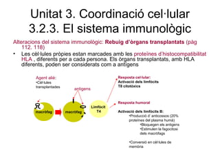 Unitat 3. Coordinació cel·lular
3.2.3. El sistema immunològic
Alteracions del sistema immunològic: Rebuig d’òrgans transplantats (pàg
112. 118)
• Les cèl·lules pròpies estan marcades amb les proteïnes d’histocompatibilitat
HLA , diferents per a cada persona. Els òrgans transplantats, amb HLA
diferents, poden ser considerats com a antígens
macròfag macròfag
Limfòcit
T4
Resposta cel·lular:
Activació dels limfòcits
T8 citotòxics
Resposta humoral
Activació dels limfòcits B:
•Producció d’ anticossos (20%
proteïnes del plasma humà)
•Bloquegen els antigens
•Estimulen la fagocitosi
dels macròfags
•Conversió en cèl·lules de
memòria
Agent aliè:
•Cèl·lules
transplantades
antigens
 