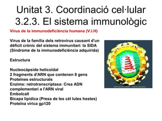 Virus de la immunodeficiència humana (V.I.H)
Virus de la família dels retrovirus causant d'un
dèficit crònic del sistema immunitari: la SIDA
(Síndrome de la immunodeficiència adquirida)
Estructura
Nucleocàpside helicoïdal
2 fragments d'ARN que contenen 8 gens
Proteïnes estructurals
Enzims: retrotranscriptasa: Crea ADN
complementari a l'ARN viral
Embolcall
Bicapa lipídica (Presa de les cèl lules hostes)
Proteïna vírica gp120
Unitat 3. Coordinació cel·lular
3.2.3. El sistema immunològic
 