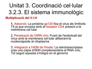 Multiplicació del V.I.H
1. Adsorció: La proteïna gp120 fixa el virus als limfòcits
T4 ja que encaixa amb el receptor CD4 present a la
membrana cel lular
2. Penetració de l'ARN víric: Fusió de l'embolcall del
virus amb la membrana cel lular alliberant-la
nucleocápside al citoplasma
3. Integració a l'ADN de l'hoste: La retrotranscriptasa
crea una còpia d'ADN complementària al RNA víric.
Tot seguit aquesta s'integra en el genoma
Unitat 3. Coordinació cel·lular
3.2.3. El sistema immunològic
 