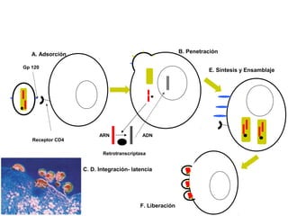 A. Adsorción
Receptor CD4
Gp 120
B. Penetración
C. D. Integración- latencia
ARN
Retrotranscriptasa
ADN
E. Síntesis y Ensamblaje
F. Liberación
 