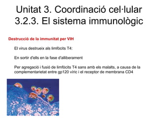 Destrucció de la immunitat per VIH
El virus destrueix als limfòcits T4:
En sortir d'ells en la fase d'alliberament
Per agregació i fusió de limfòcits T4 sans amb els malalts, a causa de la
complementarietat entre gp120 víric i el receptor de membrana CD4
Unitat 3. Coordinació cel·lular
3.2.3. El sistema immunològic
 