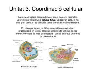 Unitat 3. Coordinació cel·lular
Model: cèl·lula vegetal Model: cèl·lula animal
Aquestes imatges són models cel·lulars que ens permeten
veure l’estructura d’una cèl·lula tipus. En realitat però, hi ha
una gran varietat de cèl·lules amb formes i funcions diferents
En els organismes on hi ha especialització cel·lular i
organització en teixits, òrgans i sistemes la varietat de les
formes cel·lulars és més que notable i també els seus sistemes
de comunicació
 