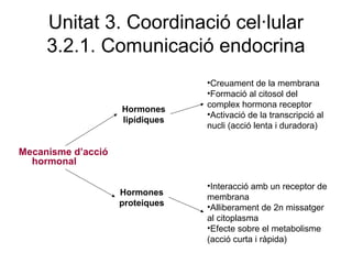 Unitat 3. Coordinació cel·lular
3.2.1. Comunicació endocrina
Mecanisme d’acció
hormonal
Hormones
lipídiques
Hormones
proteiques
•Interacció amb un receptor de
membrana
•Alliberament de 2n missatger
al citoplasma
•Efecte sobre el metabolisme
(acció curta i ràpida)
•Creuament de la membrana
•Formació al citosol del
complex hormona receptor
•Activació de la transcripció al
nucli (acció lenta i duradora)
 