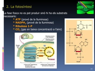 2. La fotosíntesi La fase fosca no es pot produir sinó hi ha els substrats necessaris: * ATP  (prové de la lluminosa) * NADPH 2   (prové de la lluminosa) * Ribulosa 1-P * CO 2   (gas en baixa concentració a l’aire) 