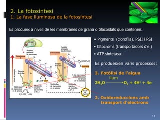 2. La fotosíntesi 1. La fase lluminosa de la fotosíntesi Es produeix a nivell de les membranes de grana o tilacoidals que contenen: Pigments  (clorofila). PSII i PSI Citocroms (transportadors d’e - ) ATP sintetasa Es produeixen varis processos: Fotòlisi de l’aigua   llum 2H 2 O   O 2  + 4H +  + 4e - 2. Oxidoreduccions amb transport d’electrons 