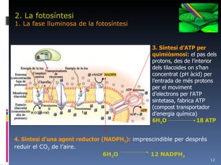 2. La fotosíntesi 1. La fase lluminosa de la fotosíntesi 3. Síntesi d’ATP per quimiòsmosi : el pas dels protons, des de l’interior dels tilacoides on s’han concentrat (pH àcid) per l’entrada de més protons per el moviment d’electrons per l’ATP sintetasa, fabrica ATP (compost transportador d’energia química) 6H 2 O 18 ATP 4. Síntesi d’una agent reductor (NADPH 2 ):  imprescindible per després reduir el CO 2  de l’aire. 6H 2 O   12 NADPH 2 
