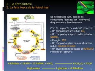 2. La fotosíntesi 2. La fase fosca de la fotosíntesi No necessita la llum, però si els components fabricats per l’intervenció d’aquesta en la fase lluminosa Com és un procés de reducció requereix: Un compost per ser reduit:  CO 2 Un compost que aporti poder reductor:  NADPH 2 Energia:  ATP Un compost orgànic on unir el carboni reduit:  ribulosa di fosfat Un grup d’enzims (destaca el  RUBISCO ) solubles en l’estroma 6 Ribulosa + 18 ATP + 12 NADPH 2  + 6 CO 2   6 C 6 H 12 O 6  + 6 H 2 O 6 glucoses 1 glucosa + 6 Ribulosa 