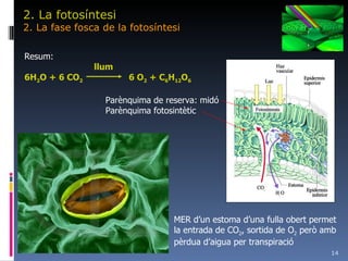 2. La fotosíntesi 2. La fase fosca de la fotosíntesi MER d’un estoma d’una fulla obert permet la entrada de CO 2 , sortida de O 2  però amb pèrdua d’aigua per transpiració Resum: llum 6H 2 O + 6 CO 2 6 O 2  + C 6 H 12 O 6 Parènquima de reserva: midó Parènquima fotosintètic 