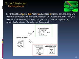 2. La fotosíntesi Fotorespiració El RUBISCO ( r ib u losa  bis  fosfat  c arboxilasa  o xidasa) por provocar una oxidació de matèria ja formada alliberant CO 2  i fabricant ATP. Això pot disminuir un 50% la producció de glucosa en alguns vegetals no tropicals disminuint el rendiment fotosintètic. 