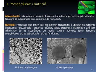 1. Metabolisme i nutrició Grànuls de glucogen Gotes lipídiques Alimentació : acte voluntari conscient que es duu a terme per aconseguir aliments (conjunt de substàncies que s’obtenen de l’exterior). Nutrició : Processos que tenen lloc per obtenir, transportar i utilitzar els nutrients (inorgànics –aigua i sals- i orgànics –glúcids, lípids, proteïnes i vitamines-), així com l’eliminació de les substàncies de rebuig. Alguns nutrients tenen funcions energètiques, altres estructurals i altres funcionals. 