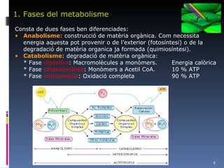 1. Fases del metabolisme Consta de dues fases ben diferenciades: Anabolisme : construcció de matèria orgànica. Com necessita energia aquesta pot provenir o de l’exterior (fotosíntesi) o de la degradació de matèria organica ja formada (quimiosíntesi). Catabolisme : degradació de matèria orgànica: * Fase  digestiva : Macromolècules a monòmers.  Energia calòrica * Fase  citoplasmàtica : Monòmers a Acetil CoA.  10 % ATP * Fase  mitocondrial : Oxidació completa 90 % ATP 